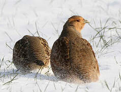 Grey Partridge