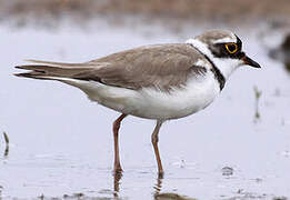 Little Ringed Plover