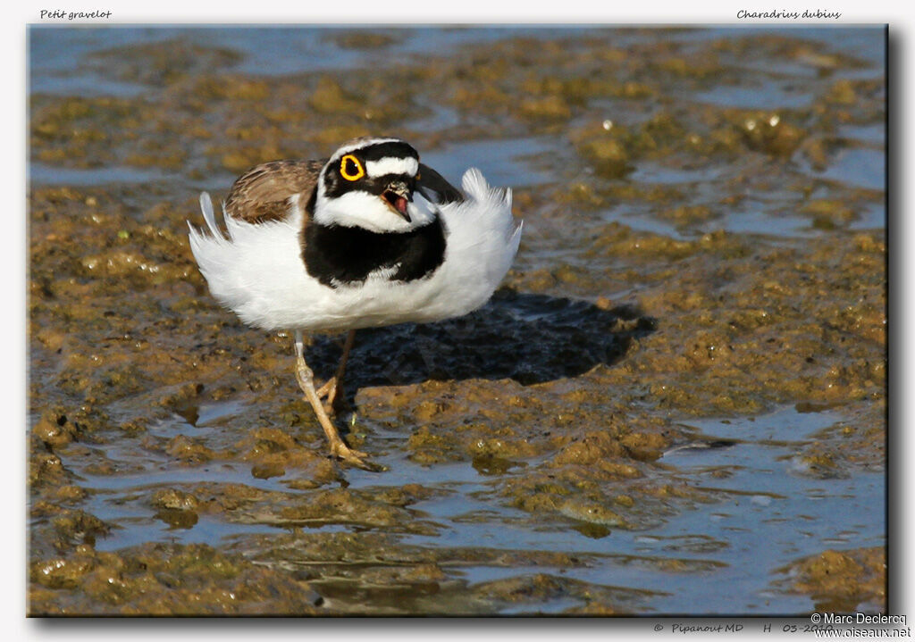 Little Ringed Plover male adult, Behaviour