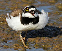 Little Ringed Plover