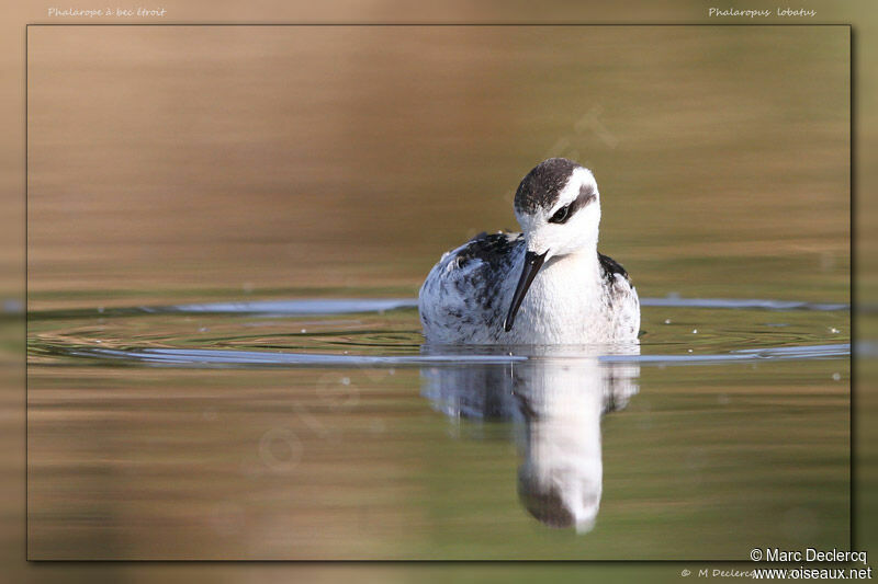 Red-necked Phalaropejuvenile, identification