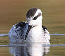 Phalarope à bec étroit