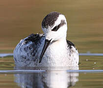 Phalarope à bec étroit