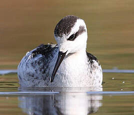 Phalarope à bec étroit