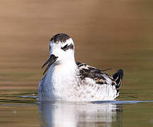 Phalarope à bec étroit