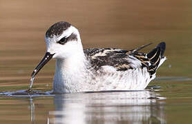 Phalarope à bec étroit