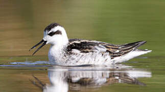 Red-necked Phalarope