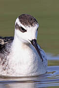 Phalarope à bec étroit