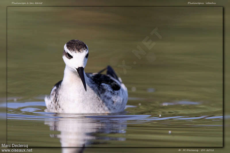 Phalarope à bec étroitimmature, portrait