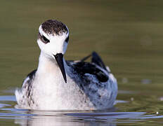 Phalarope à bec étroit