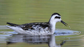 Red-necked Phalarope