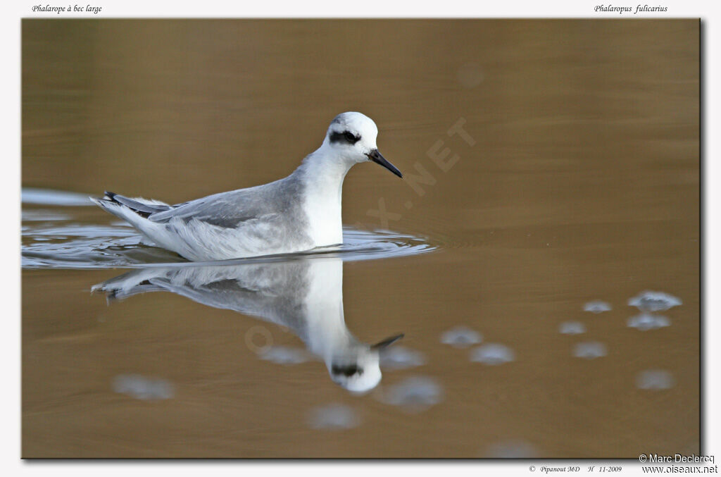 Red Phalarope, identification