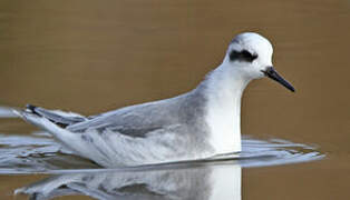 Red Phalarope