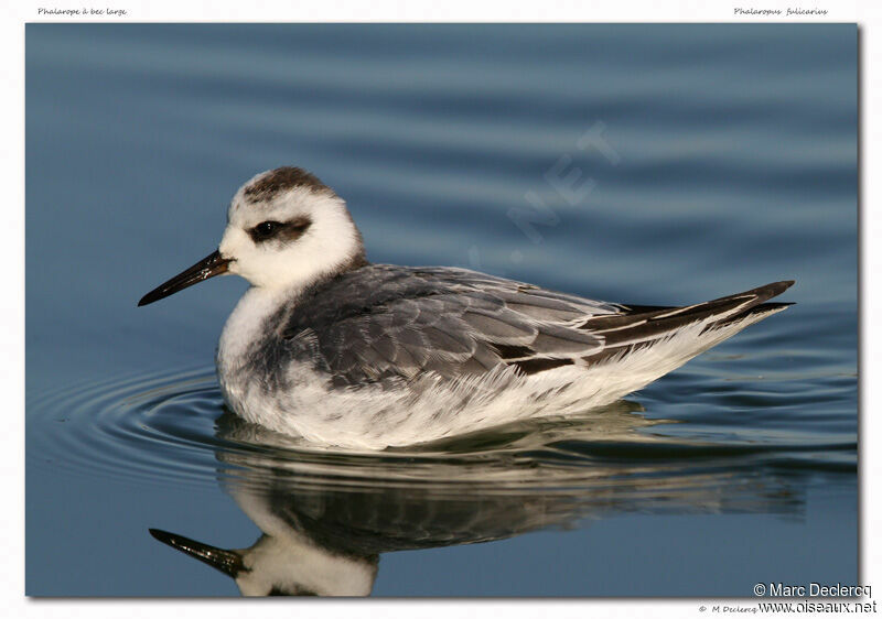 Red Phalarope, identification