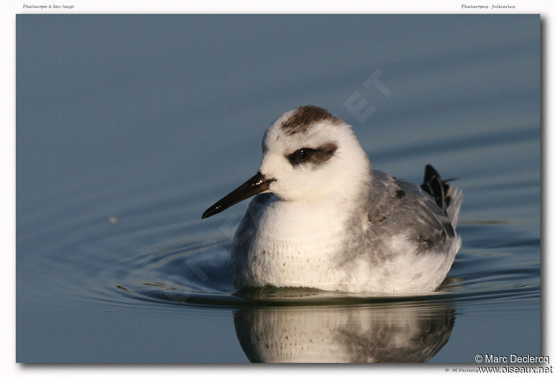 Phalarope à bec large, identification