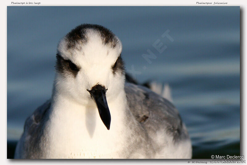 Red Phalarope, identification