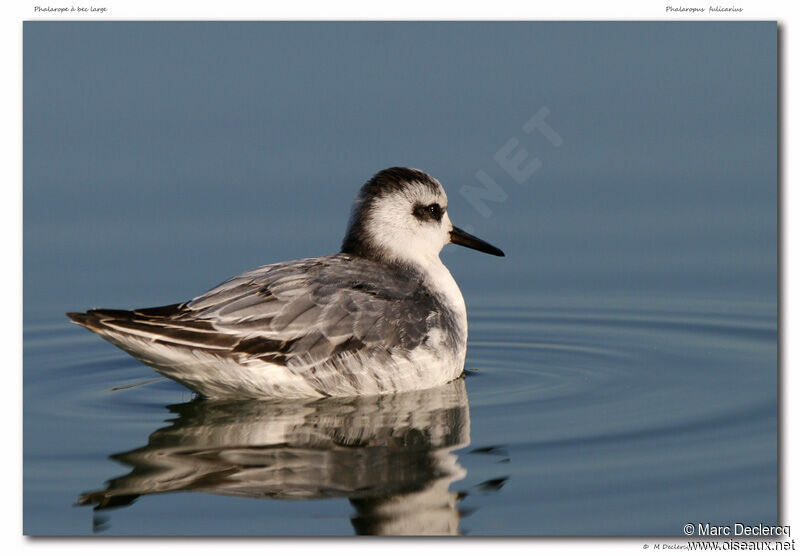 Phalarope à bec large, identification