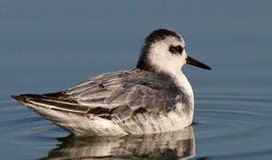 Phalarope à bec large