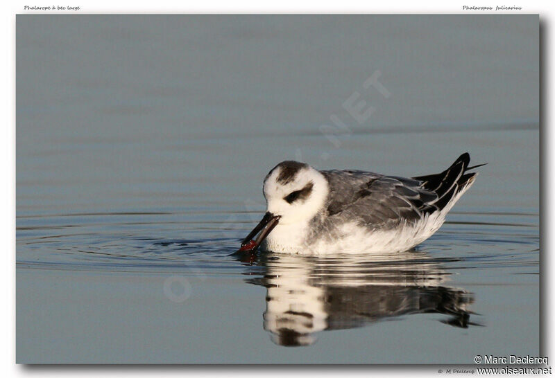 Phalarope à bec large, identification, régime