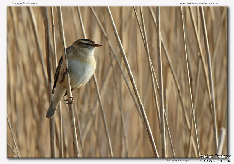 Sedge Warbler, identification