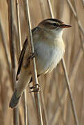 Sedge Warbler