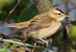 Sedge Warbler