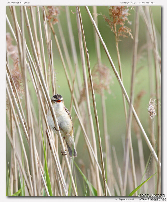 Phragmite des joncs, identification