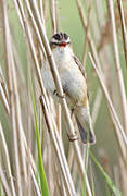 Sedge Warbler