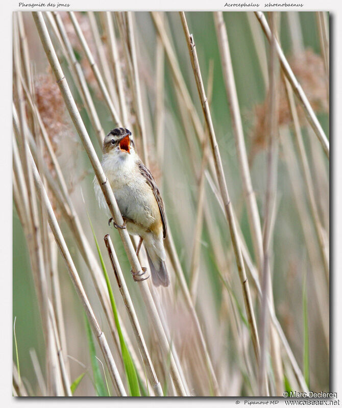 Phragmite des joncs, identification, chant