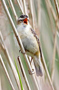 Sedge Warbler