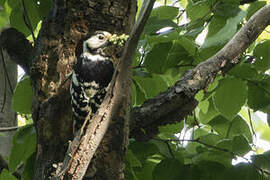 White-backed Woodpecker