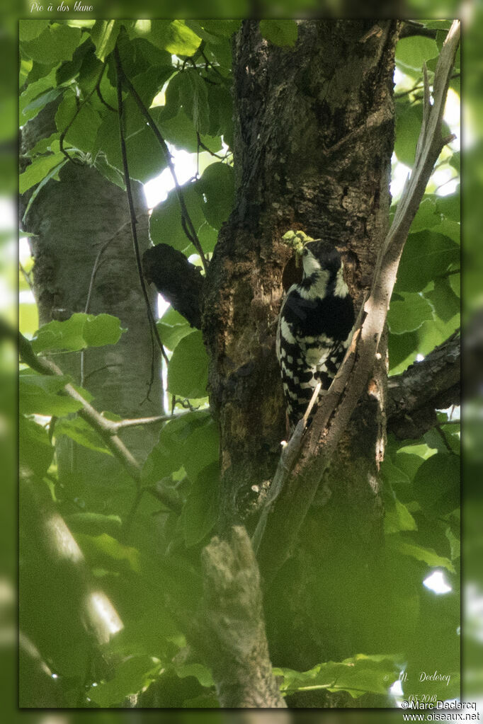 White-backed Woodpecker