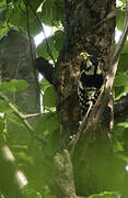 White-backed Woodpecker