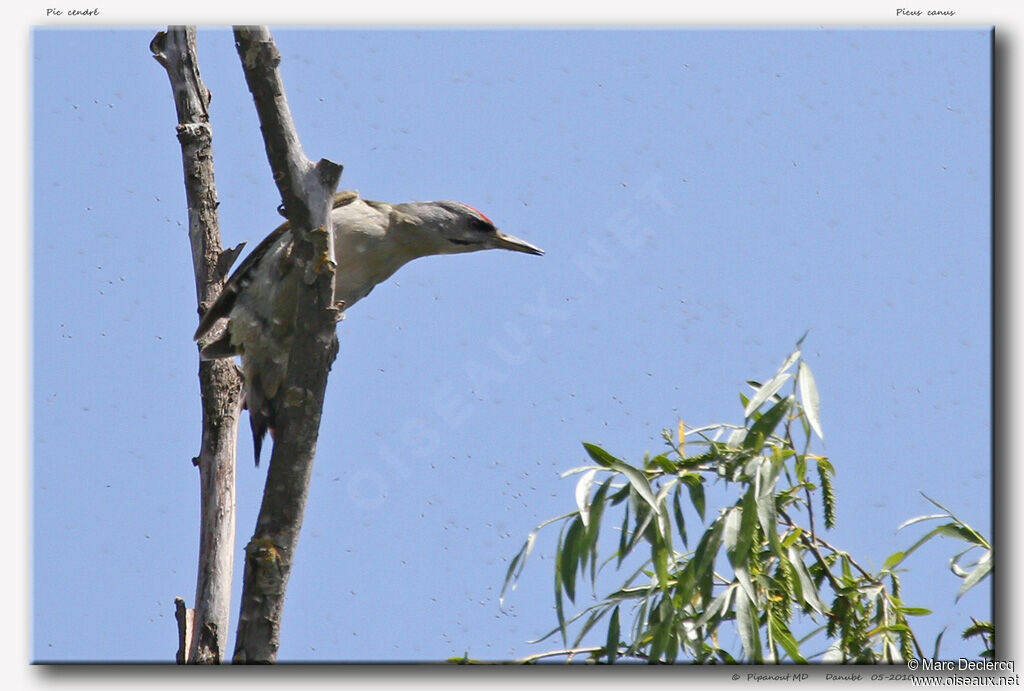 Pic cendré mâle adulte, identification