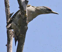 Grey-headed Woodpecker