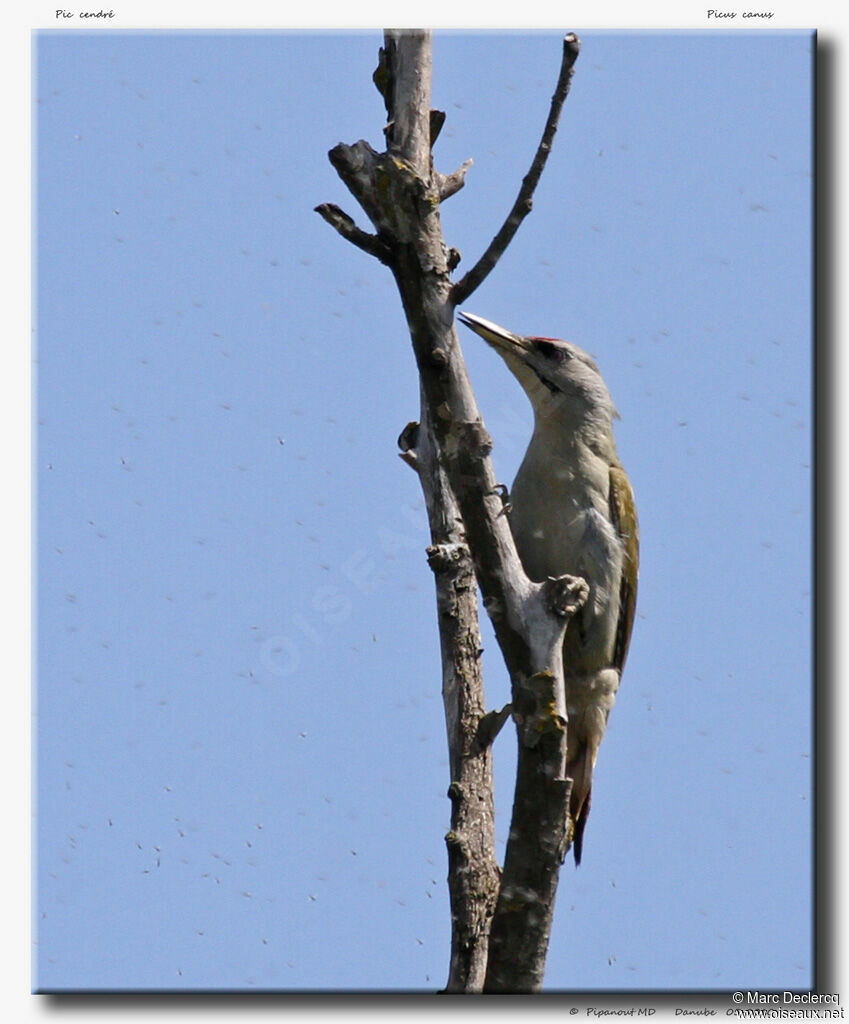 Pic cendré mâle adulte, identification