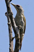 Grey-headed Woodpecker