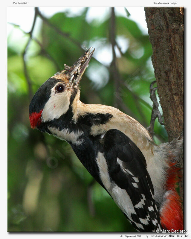 Great Spotted Woodpecker male adult, Behaviour