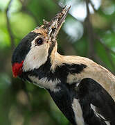 Great Spotted Woodpecker