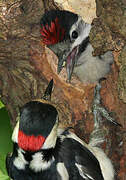 Great Spotted Woodpecker