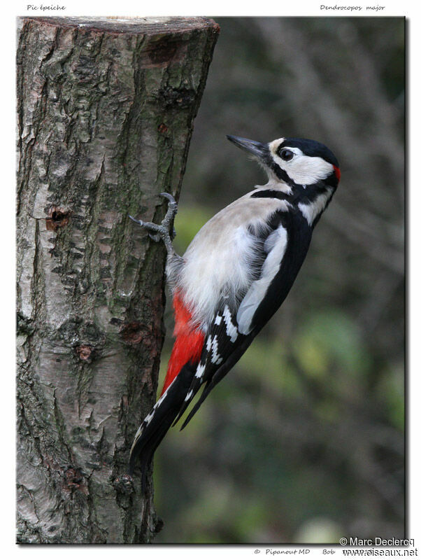 Pic épeiche mâle, identification