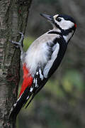 Great Spotted Woodpecker