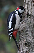 Great Spotted Woodpecker