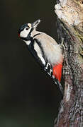 Great Spotted Woodpecker