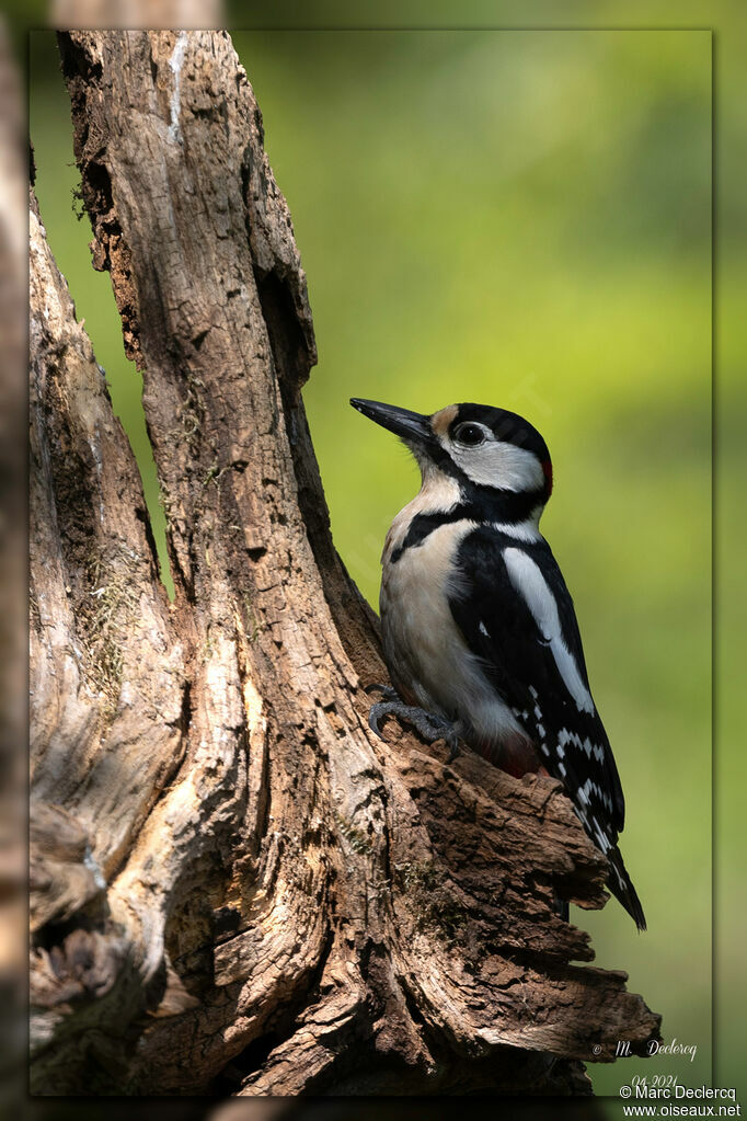 Great Spotted Woodpecker