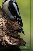 Great Spotted Woodpecker