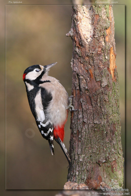 Great Spotted Woodpecker male adult, identification