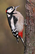 Great Spotted Woodpecker