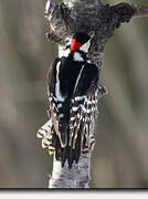 Great Spotted Woodpecker