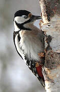 Great Spotted Woodpecker